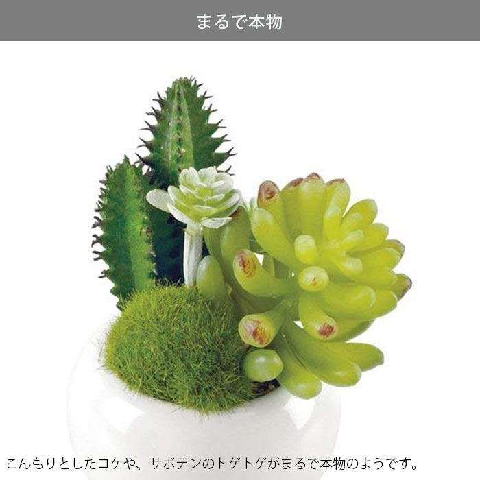 �͹����տ�ʪ ���տ�ʪ �ե����� ��� �ե��������꡼�� ���� �ý� �ý������ƥ��ե�����륰�꡼�� ������2 A ��������ȥ�ե�ꥦ�� S ¤�� �����ȥե� ����ƥꥢ�ե� �͹� ¿����ʪ ��ʪ ���ܥƥ� ����ƥꥢ CT���� ��ʪ ����