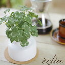 クローバー フェイクグリーン 観葉植物 人工観葉植物 造花 水やり不要 光触媒 エクリア インテリア 卓上 CT触媒 抗菌 防汚 消臭 清潔 玄関 洗面所 トイ...