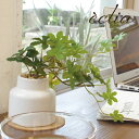 シュガーバイン フェイクグリーン 観葉植物 人工観葉植物 造花 水やり不要 光触媒 エクリア インテリア 卓上 CT触媒 抗菌 防汚 消臭 清潔 玄関 洗面所 ...