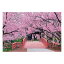 1000ピース ジグソーパズル 天下一の桜 高遠城址-長野 (50×75cm) 5,833円