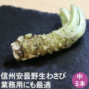 信州安曇野産 生わさび 中5本 【送料無料】【クール便】 安曇野 業務用 わさび 信州 長野県 山葵 新鮮 生わさび わさび 本わさび 安曇野産 長野県産