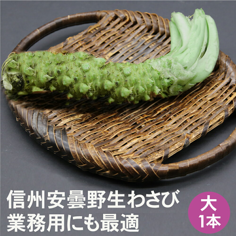 信州安曇野産 生わさび 大1本【送料無料】安曇野 わさび 業務用 安曇野産 信州 長野県 山葵 新鮮 【クール便】本わさび wasabi わさび 生わさび 長野...