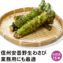 信州 安曇野産 生わさび 小の大サイズ 15本 【送料無料】 【クール便】 安曇野産 わさび 業務用 長野県産 山葵 わさび 本わさび