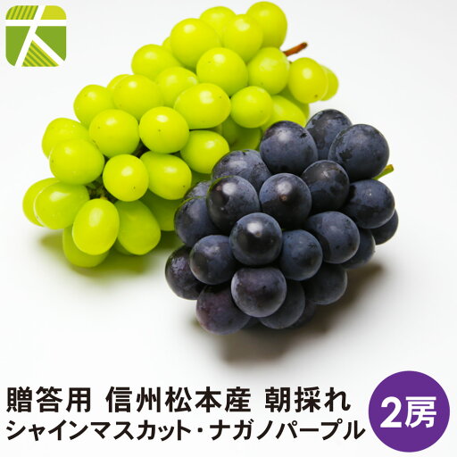 【早期予約キャンペーンポイント10倍】 【期間限定】 信州松本産 朝採れ シャインマスカット ナガノパープル 2房 セット 1.2キロ 【送料無料】 信州産 シャインマスカット ナガノパープル 贈答用 ギフト ぶどう ブドウ 長野県 【早期予約キャンペーンポイント10倍】 【期間限定】 信州松本産 朝採れ シャインマスカット ナガノパープル 2房 セット 1.2キロ 【送料無料】 信州産 シャインマスカット ナガノパープル 贈答用 ギフト ぶどう ブドウ 長野県
