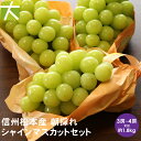 信州 松本産 朝採り シャインマスカット 3房~4房 約1.8kg 【送料無料】 【期間限定】 長野県 お買い得 ブドウ ぶどう 大沢農園 山辺 松本市 マスカット シャインマスカット ギフト 贈答用 松本