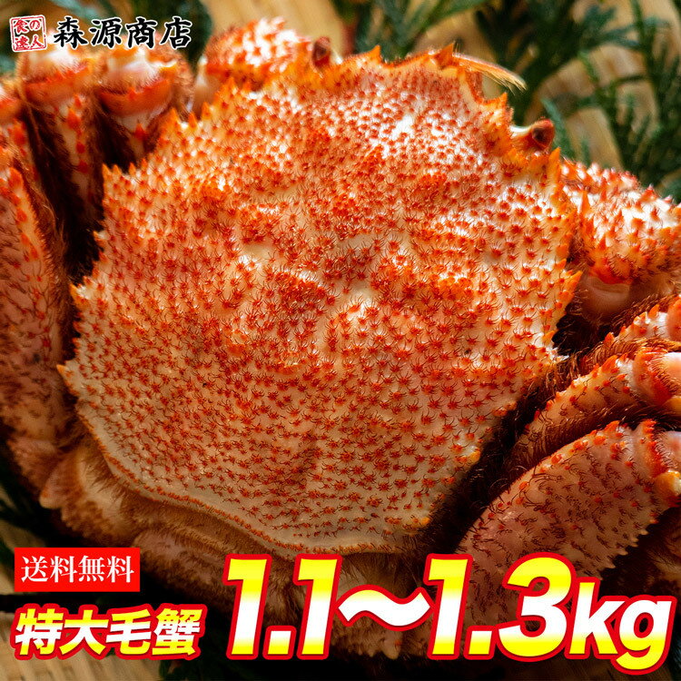 毛ガニ 超特大1尾 約1.1kg〜1.3kg ロシア産 ( 毛蟹 けがに ケガニ 毛ガニ かに カニ 蟹 ) 見舞い 送料無料 冷凍便 敬老の日 ギフト お取り寄せグルメ 食品 ギフト