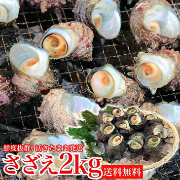 サザエ BBQ用 2kg(16〜26個) さざえ つぼ焼き 中サイズ 海鮮 魚介 バーベキュー / 送料無料 同梱不可 冷蔵配送 お取り寄せグルメ