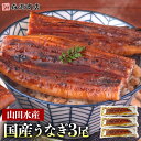 土用の丑の日 うなぎ 鹿児島県産 3尾 125g×3 国産 蒲焼き 長焼き 無投薬 焼き上げ 無頭 3本 お中元 ギフト うなぎ 御中元 鰻 土用の丑の日 ウナ...