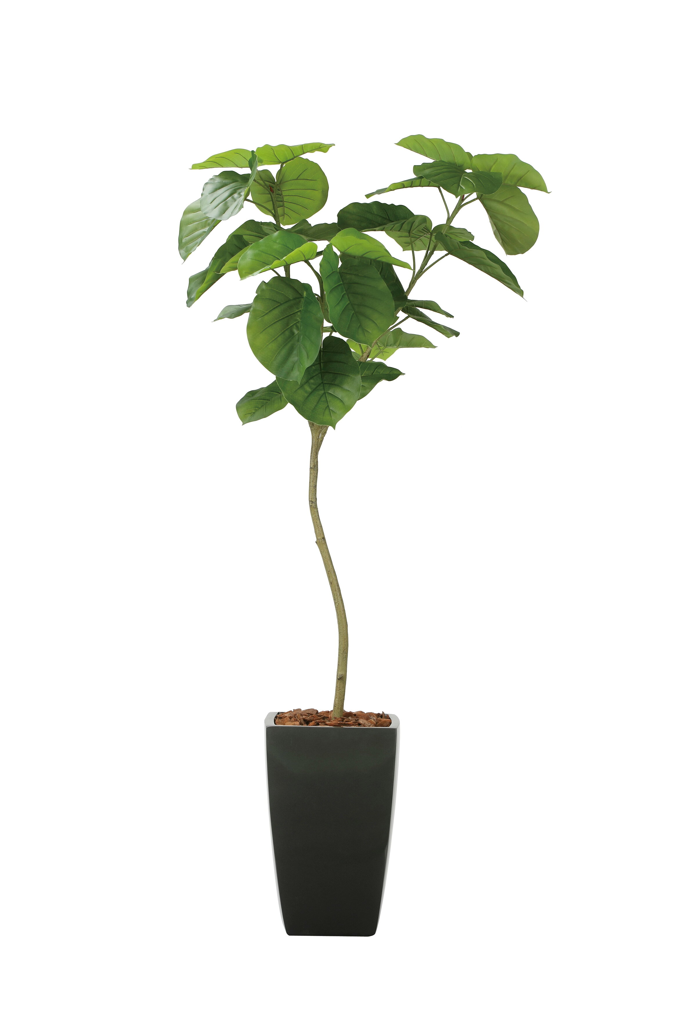 乐天商城 - フレッシュアーバンウンベラータ1.8m 光触媒人工植物 アーバンタイプ グリーンシリーズ ナチュラル感 リラックス 癒し 消臭 抗菌 防汚 アートグリーン