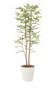 人工観葉植物 ゴールデンリーフ 1.8m フェイクグリーン 光触媒 消臭 抗菌 防汚 店舗 オフィス 業務用 室内装飾 インテリアグリーン リアル 観葉植物 フ...
