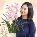 \母の日セール中/母の日限定ギフト 珍しい花『シンビジューム ありがとう』母の日2025 プレゼント 蘭 甘い香り カーネーション以外のおすすめ 洋ラン 花鉢 ...
