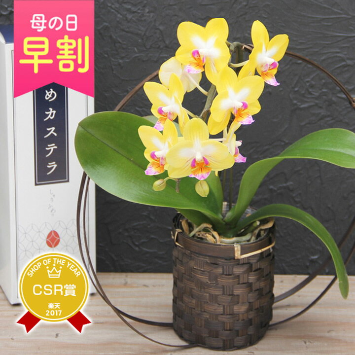 楽天市場】和風(観葉植物|花・観葉植物):花・ガーデン・DIY 楽天市場】和風(観葉植物|花・観葉植物):花・ガーデン・DIY