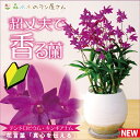 洋ラン『デンドロビウム 「キンギアナム 陶器鉢仕立て」』【贈】鉢花小さな花が咲き乱れ、香りが部屋中に広がります超丈夫な性質で育てやすいので初心者さんにも♪胡蝶ランギフトに飽きた方に ご自宅、にどうぞ♪