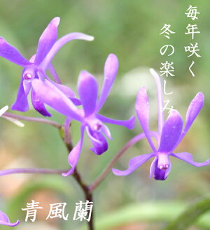 洋玉花 Www Shianwang Com 洋玉花 Www Shianwang Com