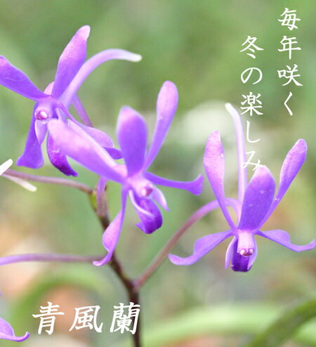 洋玉花 Www Shianwang Com