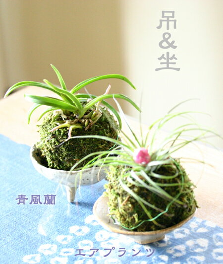 洋玉花 Www Shianwang Com