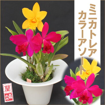 洋ラン『ミニカトレア 旬の2色アソート ハット鉢仕立て』陶器鉢花一鉢で2色楽しめるお得なキュートな寄植えお誕生日プレゼントや記念日におススメです【楽ギフ_メッセ入力】【楽ギフ_名入れ】
