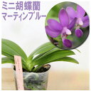 青い胡蝶蘭再販 洋ランの苗『青い胡蝶蘭 マーティンブルー【花咲く苗セット】』花 セット 花鉢超人気品種☆販売最新の青花をご家庭に!この価格で! コチョウラン 植...