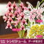 【今期販売開始】選べる花色『シンビジューム アーチ仕立て 贈答用』送料無料赤芽ピンク・ピンク・イエローの3色 シンビジウム 陶器鉢花 お祝い 誕生日