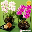 選べる!敬老の日ギフト 花『和風/洋風 胡蝶蘭 2本仕立てと...