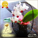 選べる!敬老の日ギフト 花『和風かご仕立て 洋蘭「寿(ことぶ...