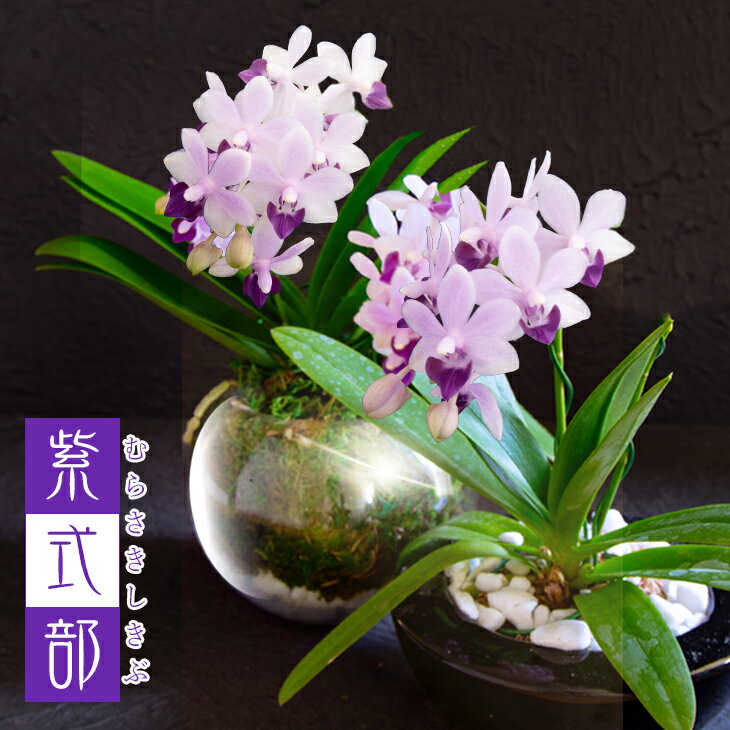 胡蝶蘭 青『ミニ胡蝶蘭 「紫式部 ガ