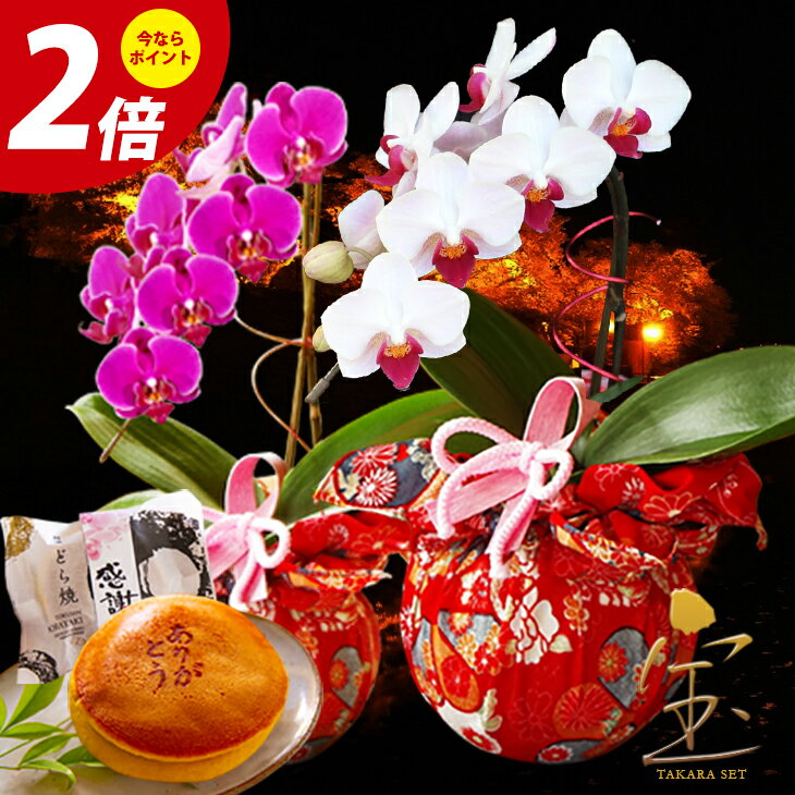 ＼早割クーポン終了迫る！早期割引は8/31まで／「ありがとう」入り老舗のどら焼き付き！『ミディ胡蝶蘭 和風風呂敷仕立て「宝セット」』《敬》【贈】【敬老の日ギフト2022】さくら小町 ミディ胡蝶蘭（ミニ胡蝶蘭）花鉢