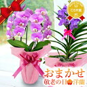 敬老の日 プレゼント 花『敬老の日おまかせ「洋蘭ギフト☆☆」』 胡蝶蘭や黄金蘭も 楽天市場ランキング連続受賞 プロが厳選お買得ギフト! 生花 花鉢 カーネーション以外 洋ラン 鉢植え 産地直送 おまかせ-M (エム)《敬》【敬】【贈】
