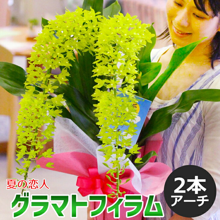 7月上旬お届けスタート！贈答用 洋�