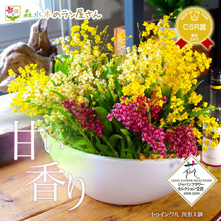 秋冬限定　香る洋ラン『オンシジューム 「トゥインクル MIX(舟形大鉢)」 陶器 鉢花 ギフト用』【贈】 ボリューム満点の甘い香りの贈り物 オンシジウム 洋蘭　当選祝い 胡蝶蘭以外 当選祝い 花のサムネイル