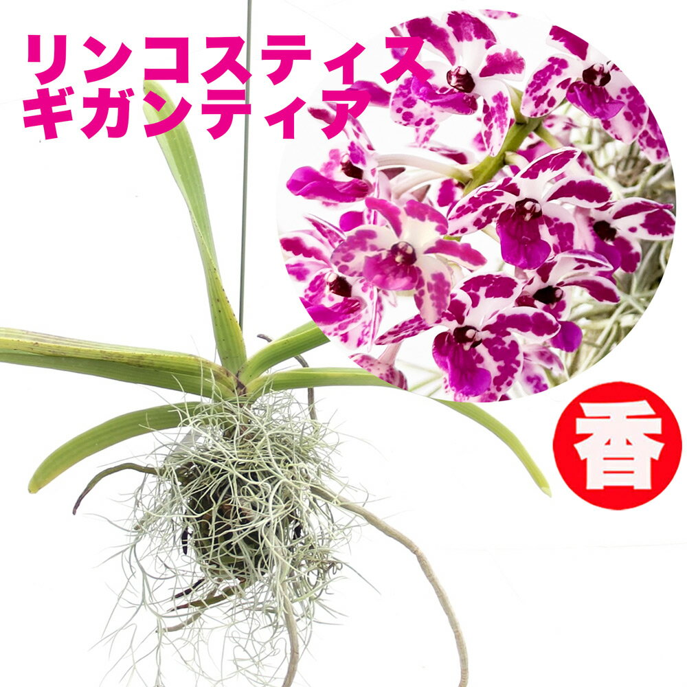 花付きは今だけ！洋ランの苗『リンコスティス原種 ギガンテア【花咲く苗セット】』花 セット 花鉢小さめの花を穂状に咲かせ芳香を放つ吊り下げ花の人気品種洋ラン栽培セット 説明書付き