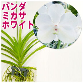 洋ランの苗『バンダ 「ミカサホワイト」【花咲く苗セット】』洋ラン栽培セット超希少！当店初出品ホワイトのバンダほんのり黄色の入った温かみのある可愛らしいお花です洋ラン栽培セット(お花の説明書保証書付き) バンダの育て方