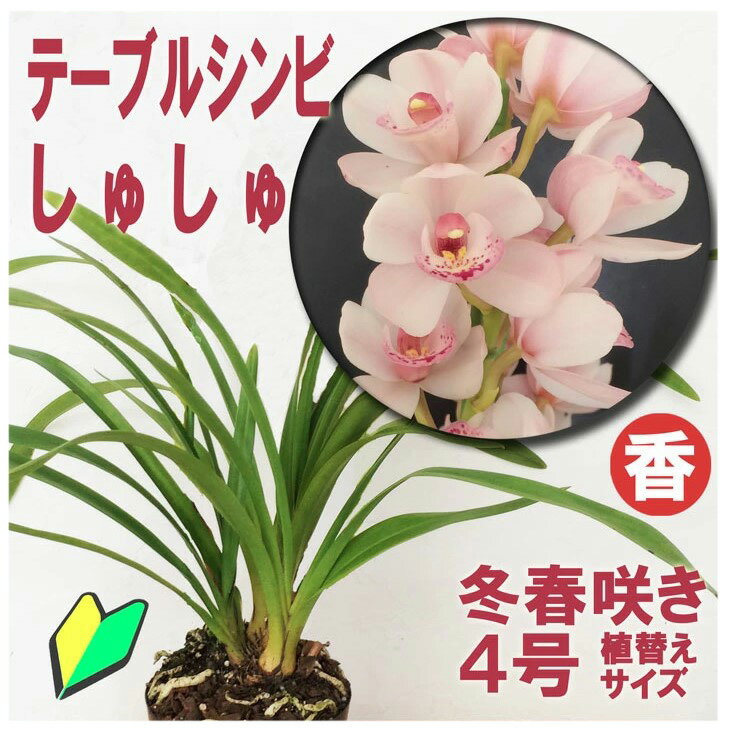 今なら花芽付き！--洋ランの苗『シンビジューム（テーブルシンビ）「しゅしゅ」4寸【花咲く苗セット】』花 セット 花鉢洋ラン栽培セット 説明書付き 洋 蘭 シンビジウム の育て方