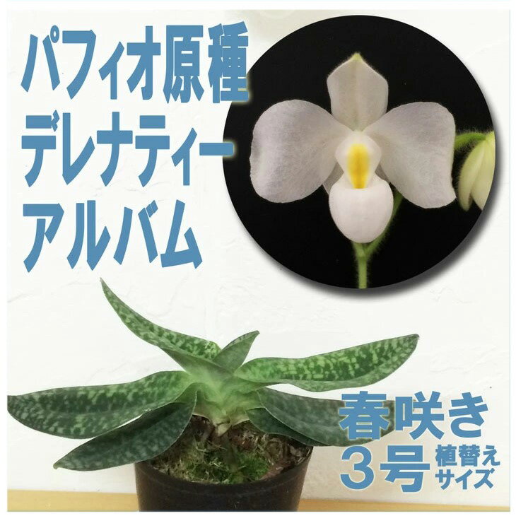 楽天市場】洋ラン パフィオペディラムの通販 楽天市場】洋ラン パフィオペディラムの通販