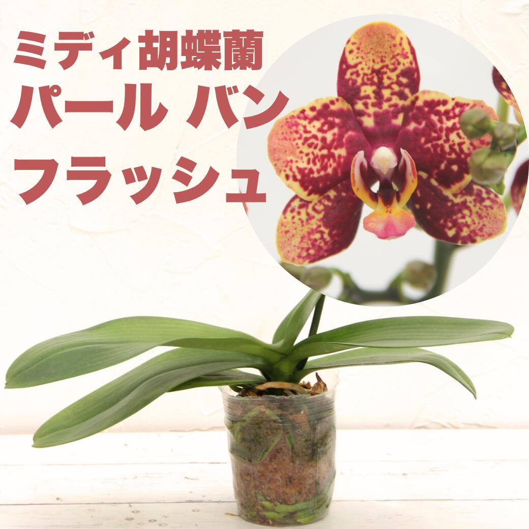 Rakuten - 今ならつぼみ、または花付き！-- 洋ランの苗【先行販売】『ミディ胡蝶蘭　パール バン フラッシュ【花咲く苗セット】』3号サイズ 花 セット 花鉢 コチョウラン洋ラン栽培セット 説明書付き 胡蝶蘭の育て方 胡蝶蘭 育て方