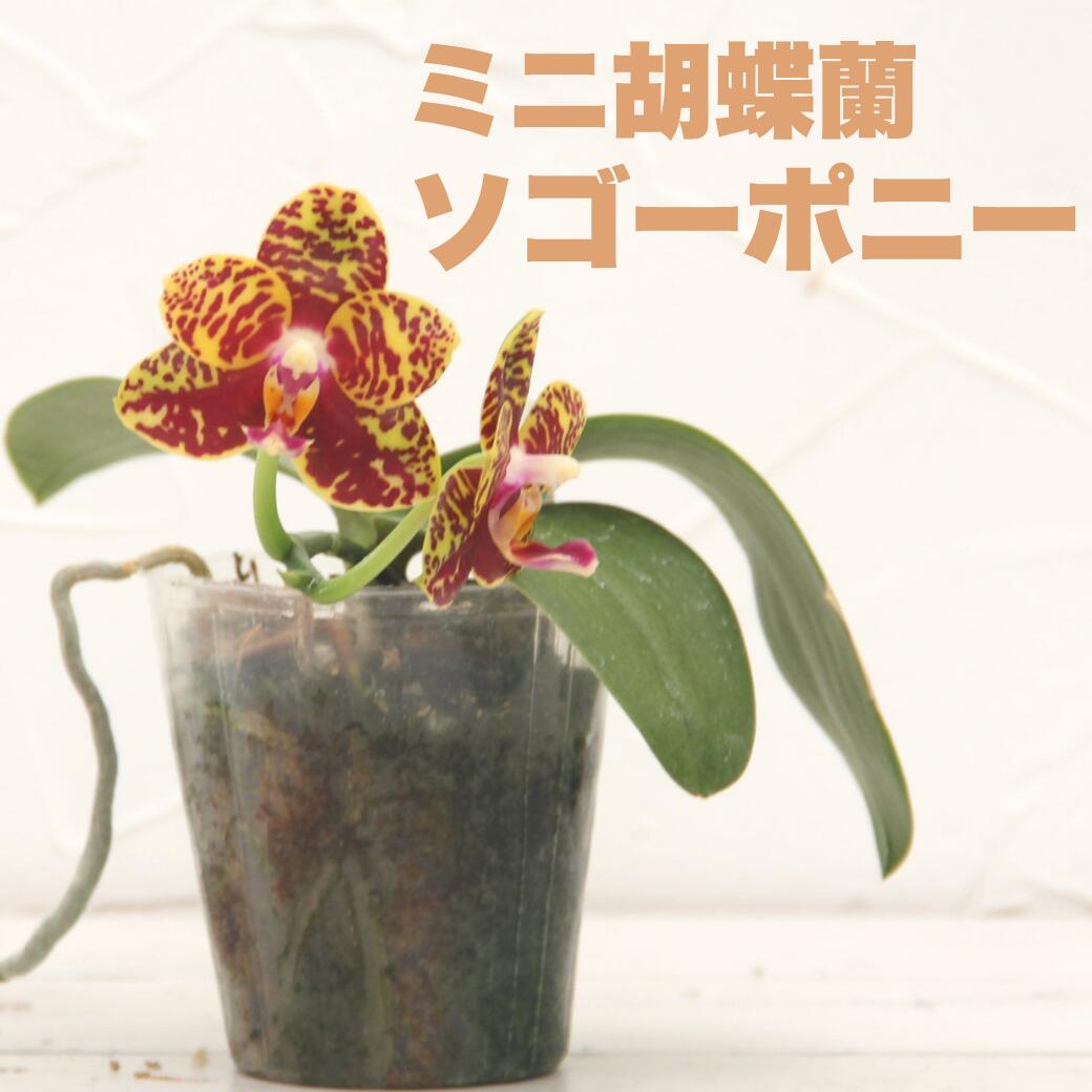 楽天市場】胡蝶蘭 原種の通販