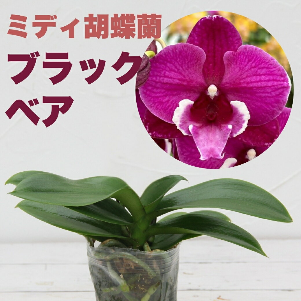 楽天市場】蘭 レア品種の通販