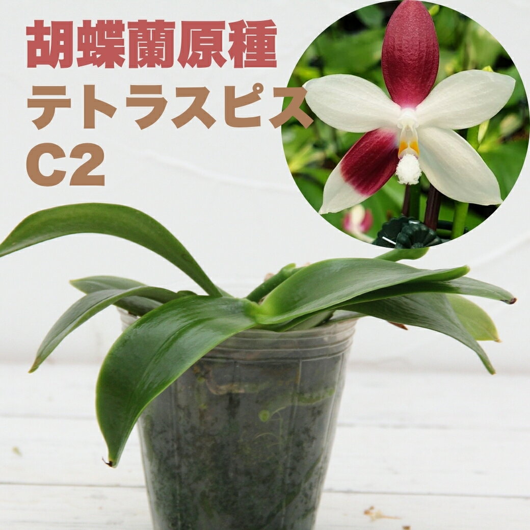 楽天市場】洋ラン 原種の通販