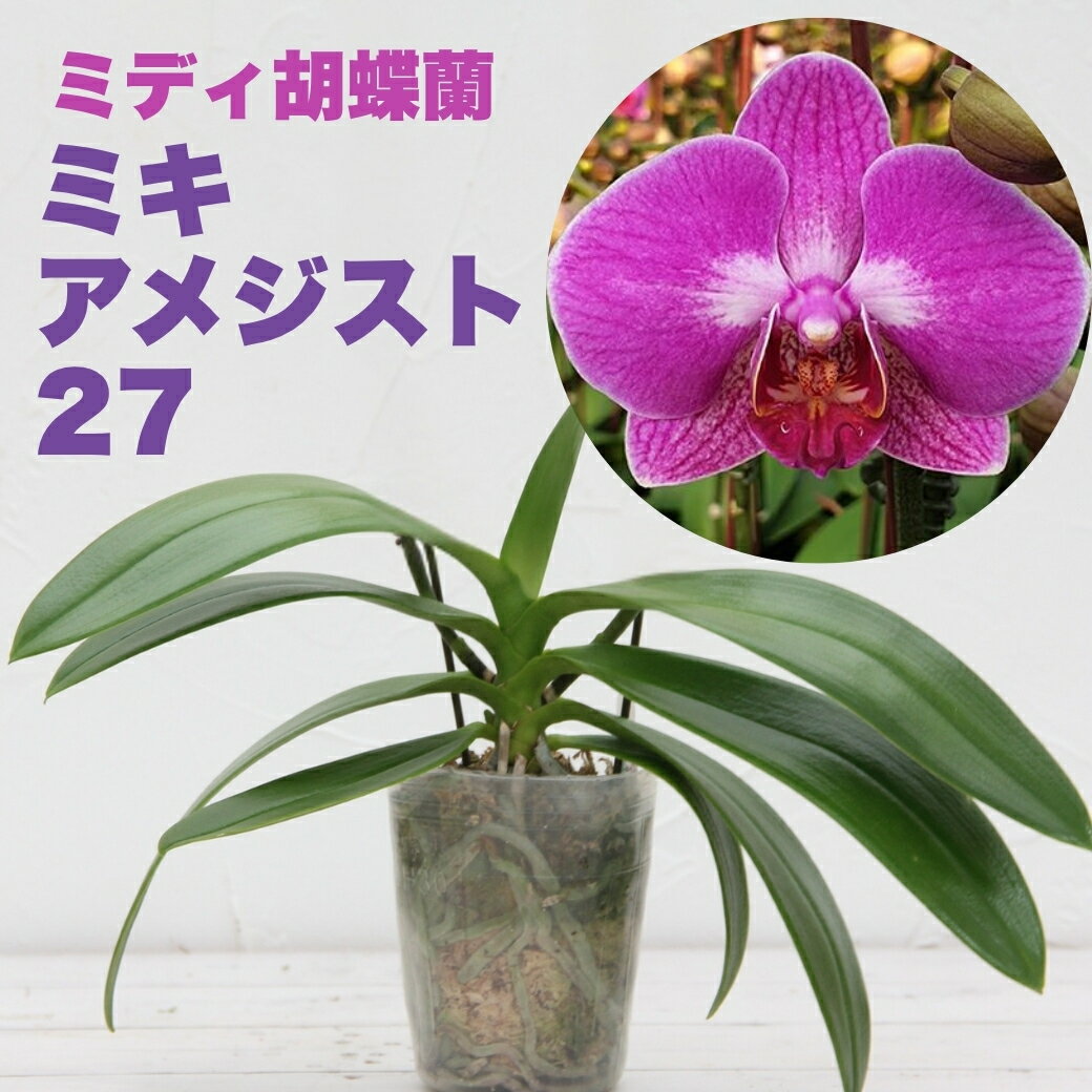 楽天市場】胡蝶蘭 栽培セットの通販