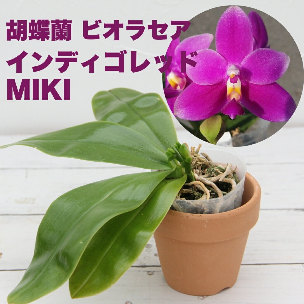 楽天市場】洋ラン 原種の通販