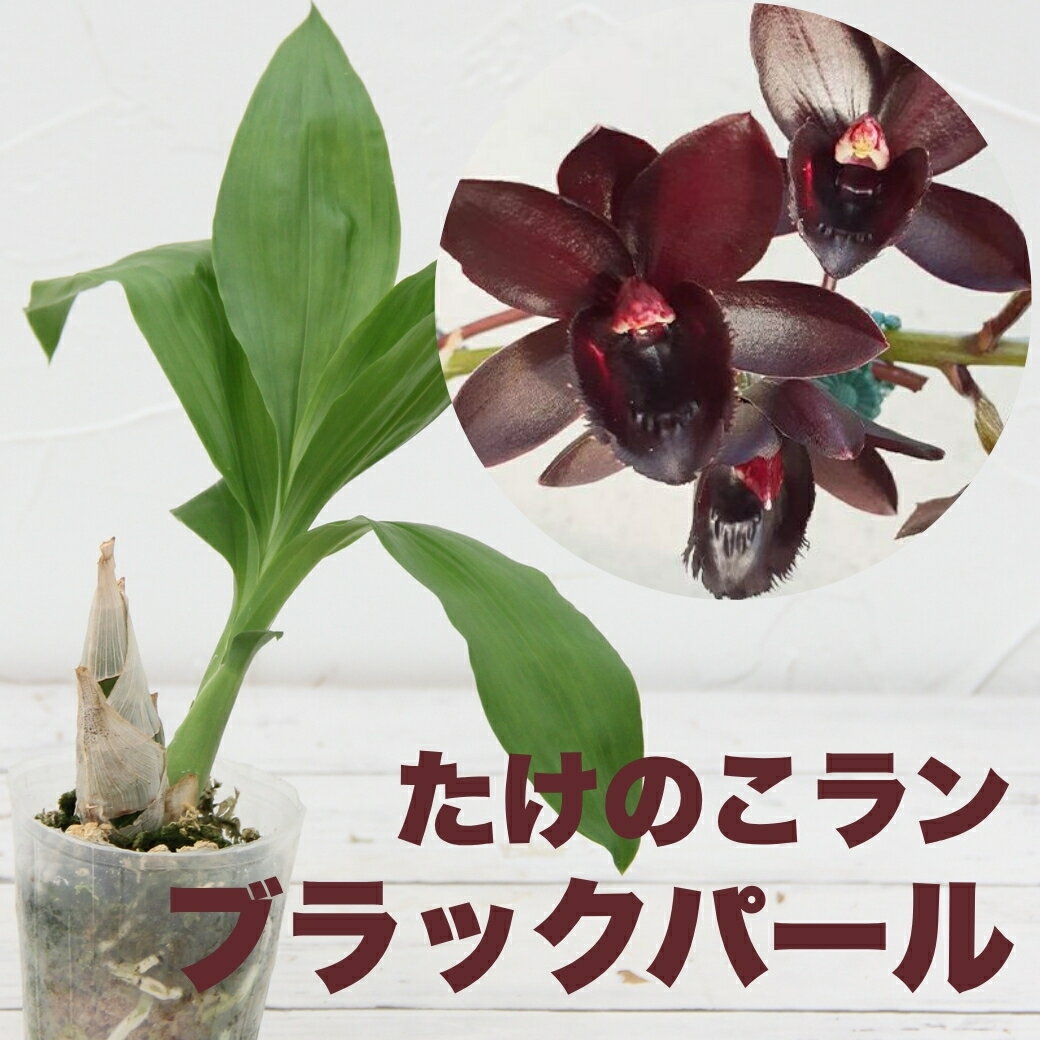 今ならつぼみ、または花付き！--　新商品！洋ランの苗『たけのこラン　ブラックパール』2.5号サイズ 花 ブラックオーキッド 黒花洋ラン カタセタム系 フレッドクラーケアラ アフターダーク ブラックパール 栽培セット 洋ラン 説明書 育て方付き セット