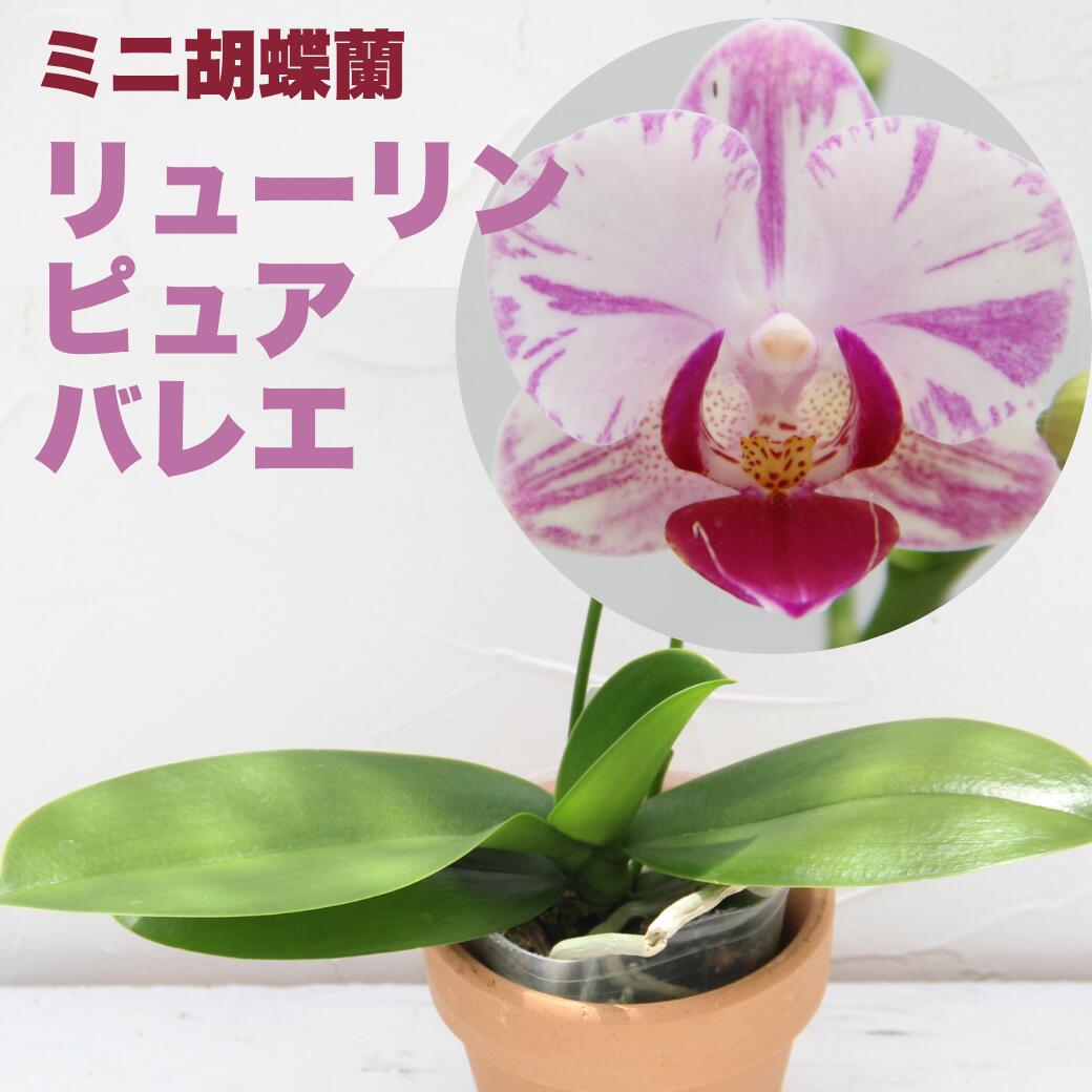 　品 種 名 ミニ胡蝶蘭 ヤングホーム ピュアバレエ Phal. Younghome Pure Ballet 　苗のサイズ 2.5号ポット 花一輪サイズ　直径約4.5cm前後 香り　なし 　苗の性質 育てやすさ★★★★☆ 咲きやすさ★★★★☆ 耐 病 性★★★☆☆ 耐 暑 性★★★★☆ 耐 寒 性★★☆☆☆ レ ア 度★★★★☆ 初心者さんへのおすすめ度★★★★☆ 　清楚な白花のミニ胡蝶蘭 Phal. Younghome Pure Ballet は、白を基調とした花に、ほんのりピンクの彩りが入る上品なミニ胡蝶蘭です。 小輪タイプの花が可憐に咲き、派手すぎず、やさしい印象で楽しめます。名前の「Pure Ballet」を思わせる、軽やかで清楚な花姿が魅力です。 ご自宅の窓辺や棚の上で、育てながら花を楽しみたい方におすすめです。 　栽培番長のススメ 本品種は、正式には Phalaenopsis Younghome Pure Ballet として流通する胡蝶蘭の交配種です。交配は Phal. Younghome Fard × Phal. Younghome Pink Panther とされ、2024年に登録された比較的新しい品種とされています。 魅力は、白花の清楚さと、淡いピンクがほんのり入るやさしい花姿。小さな花ながら一輪ずつ眺める楽しみがあります。 花径は約4.5cm前後とされる小輪タイプ。2.5号サイズで場所を取りにくく、窓辺や小さな棚の上でも楽しみやすい一鉢です。白〜淡色系のミニ胡蝶蘭を集めたい方、かわいらしいファレノプシスを育ててみたい方にもおすすめです。 育て方は一般的な胡蝶蘭に近く、室内の明るい日陰、レースのカーテン越しの光を好みます。直射日光は葉焼けの原因になることがあるため、やわらかい光の入る場所で管理してください。寒さはやや苦手なので、冬は暖かい室内で管理すると安心です。 　開花時期 主に冬〜春に咲きます。 室内の温度・光・株の充実具合により、秋〜春に開花することがあります。 　お届けについて こちらは、ご自宅で育てて花を楽しむ 花咲く苗シリーズ です。 資材の有無は、ご注文時にお選びください。 植物のため、花色・花数・葉の形・株姿には個体差があります。開花状況は入荷時期や発送時期により異なります。蕾付きの場合、配送中や環境変化により蕾が落ちることがあります。葉に小さな傷や折れ跡、葉先の傷みがある場合がありますが、生育に問題のない範囲のものは良品としてお届けします。 　サービス・保証について ■ご家庭での管理方法をまとめた虎の巻 「洋ラン栽培コツのコツ」を同封致します。 ■1ヵ月の保証付き【株のみ】 ＊花付き、蕾付き、花芽付きと表記されている場合も、それらは本シリーズではおまけにあたるため保証対象外となります。 ■ギフト対応について こちらの花咲く苗シリーズは、ラッピング・立札・メッセージカードには対応しておりません。ご自宅用としてお楽しみください。白花にほんのり入るピンクの彩り清楚で上品に咲くミニ胡蝶蘭