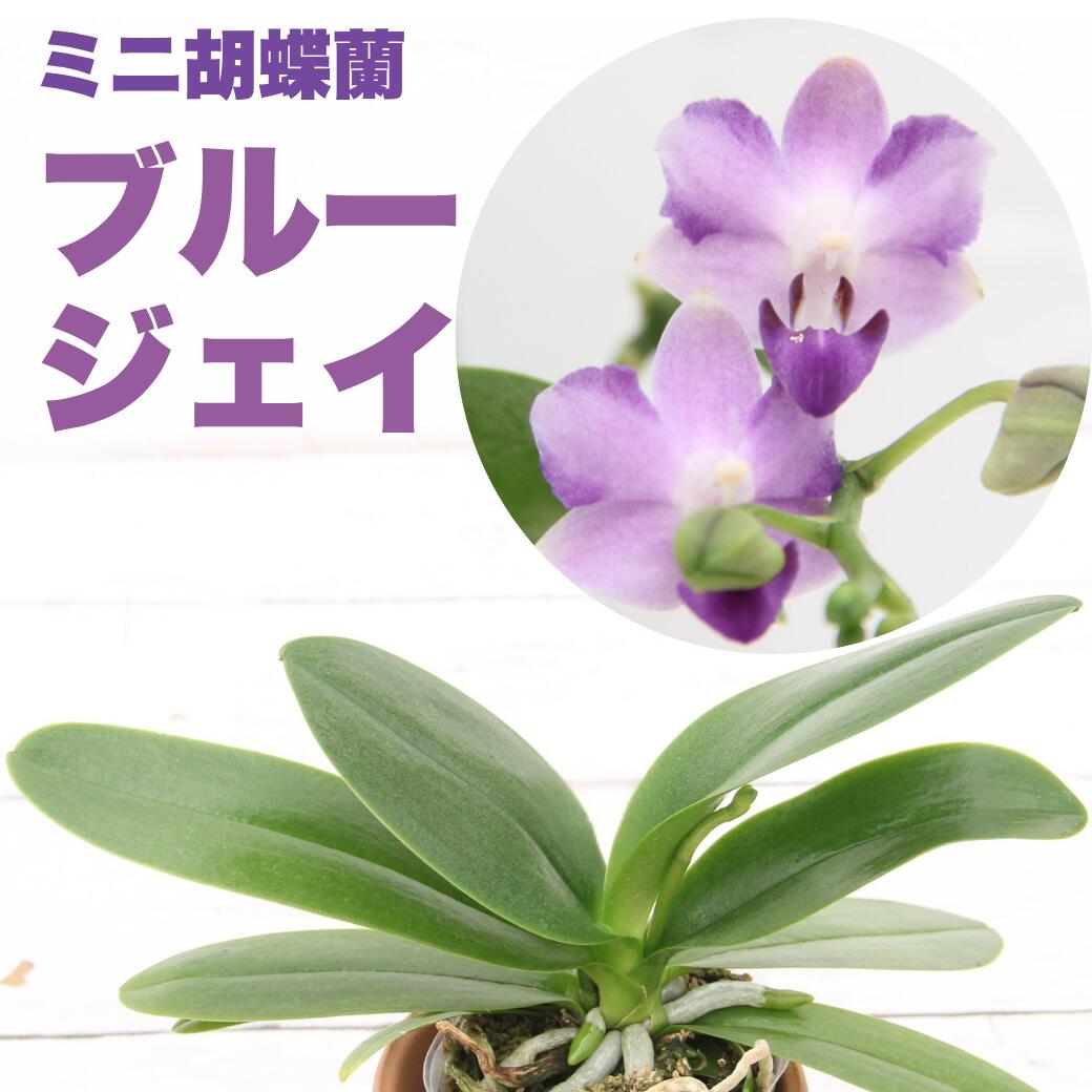 楽天市場】胡蝶蘭 栽培セットの通販