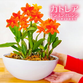 洋ラン『ミニカトレア「ヤンミンオレンジ　マリンポット」仕立て』【贈】陶器鉢花蘭の女王 カトレアはギフトに最適