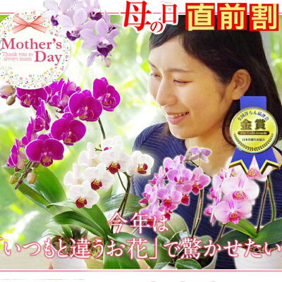 【母の日 プレゼント 2023】『母の日ギフト ミディ胡蝶蘭ポワレ』【贈】ECO鉢仕立て花言葉「幸せが飛んでくる」コチョウランプレゼント 《母》1ヶ月以上先続けるのも魅力