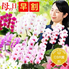 https://thumbnail.image.rakuten.co.jp/@0_mall/morimizuki/cabinet/mothersday/2024/imgrc0104380805.jpg