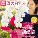 母の日 ギフト 花 プレゼント まだ