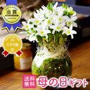 【5/5限定ポイント10倍】母の日 ギフト 花 プレゼント まだ間に合う！送料無料 選べる 蘭 『洋蘭「雪の華」ガラス鉢仕立て』【贈】 蘭デンドロビウム エンジェルベイビー’グリーン愛’ 珍しい鉢花 色 ミニ胡蝶蘭 紫式部 おしゃれ インテリアガラス鉢　母の日2024《母》