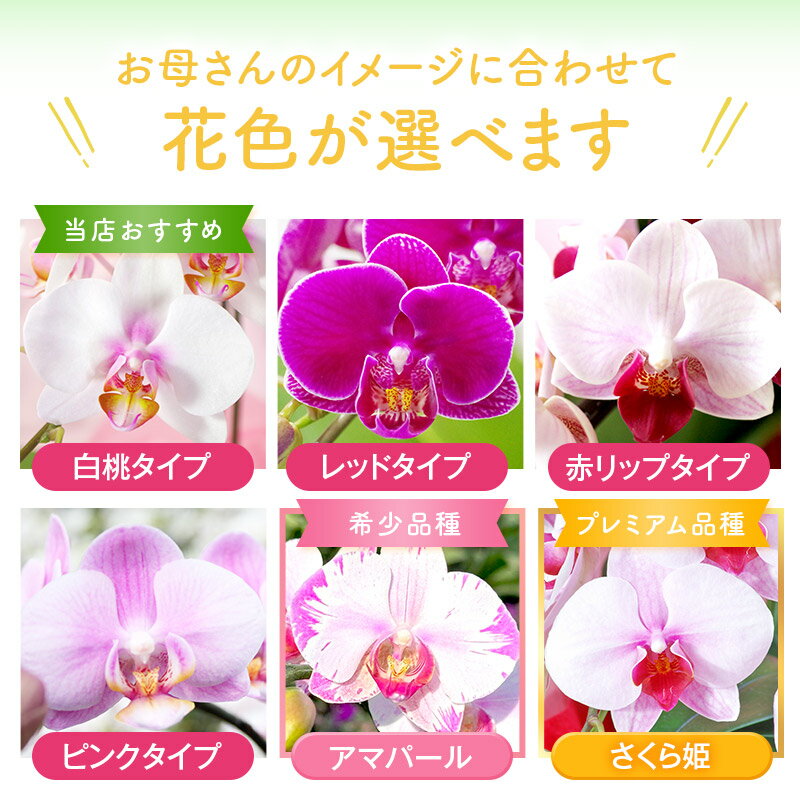 母の日 ギフト 花【遅れてゴメンね最短発送中】 プレゼント ！選べる 蘭 『ミディ胡蝶蘭 2本立ち 「メルシー」』送料 和菓子 どら焼きスイーツ付きセット コチョウラン 「幸せが舞い込む」 珍しい 鉢花 お母さん お義母さん ＼ポイント10倍／《母》【贈】 3