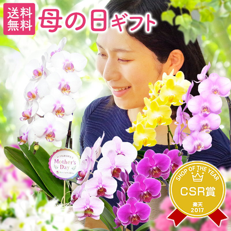  母の日プレゼント 2024『ミディ胡蝶蘭「ポワレ」』ECO鉢仕立て 花言葉「幸せが飛んでくる」 誕生日プレゼント ご自宅やお誕生日 ミニ胡蝶蘭 生花 花鉢 お供え 花《母》